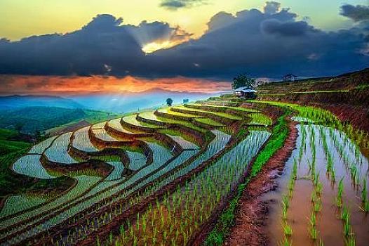 Photographic Print_ Terraced Paddy Field in Mae-Jam Village , Chaingmai Province , Thailand by Travel mania _ 24x16in