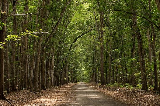 Alas Purwo National Park